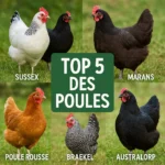 Top 5 - Race de Poules